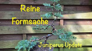 Reine Formsache Update Chinesischer Wacholder Bonsai oder Kleinholz 202431 [upl. by Niai]