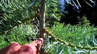 149 Unknown Disease on White Fir [upl. by Manton282]