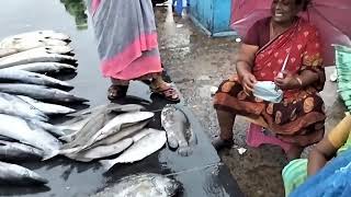 காசிமேடு மீன் ஏலம் விடுதல்kasimedu fish market🐟🔥🔥Neelakadalmeenavargal [upl. by Werd]