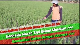 Cara Aplikasi Herbisida Ricestar Xtra 89 OD  Kendalikan Gulma Padi Sampi Akarnya [upl. by Faria]