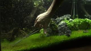 Poda Acuario tapizado eleocharis mini time lapse [upl. by Ggerg]