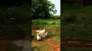 pLog 111 plog minivlog petgardenbd vlog petsvolg farming petsvelog funny petsvilog chicke [upl. by Acim968]