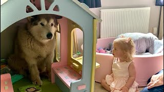 Giant Sulking Dog Hides In Kids House To Avoid BATH TIME [upl. by Maillliw]