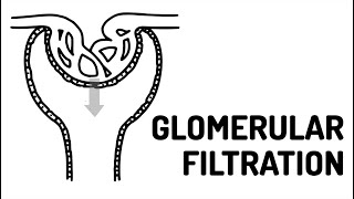 GLOMERULAR FILTRATION made easy [upl. by Aneerol]