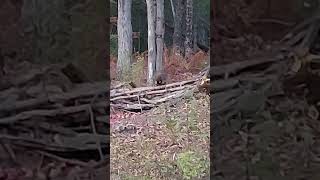 Coons are always entertaining while your hunting xc [upl. by Ylaek614]