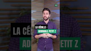 La cédille quotpetit Zquot  shorts culture histoire incroyable français ça langue apprendre [upl. by Eesak]