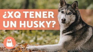 VENTAJAS de tener un HUSKY SIBERIANO 🐺 Top 5 RAZONES [upl. by Joyann]