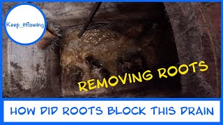 How did roots cause this drain to block [upl. by Vinaya877]