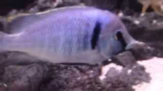 Placidochromis Electra Deep Water Hap African Cichlid Malawi [upl. by Ailana]