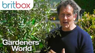 Monty Don Shows How to Pot Your Olive Tree Correctly  Gardeners World [upl. by Carilla]