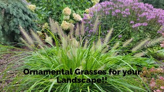 Growing Ornamental Grasses [upl. by Kryska]