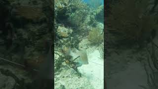 Spearfishing for Bahamas Hog Fish spearfishing fishing [upl. by Bobbi]