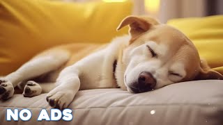 12 Hours Anti Anxiety Music For Dogs 🐶 Stress Relief Music For Dogs ♬ Calming Music For Dogs [upl. by Dlabihcra]