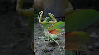 grasshoppergrasshoppersoundnaturebirdsnatureviewercutejungle [upl. by Trinia]