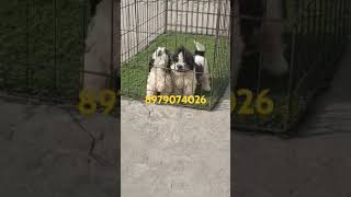 Shitzu puppy For sale Noida Dehradun Lucknow Delhi Roorkee Agra Haridwar Bijnor Moradabad Gaya [upl. by Lustick]