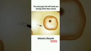 Maleria life cycle viralmedicalanatomytrendingmostpopularsourtvideoclasses [upl. by Icats]