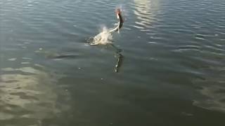 Ballistic Baby Tarpon On Fly  Everglades Report [upl. by Mirisola]