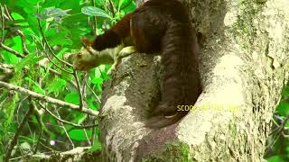 Indian giant squirrel with dazzling multi color fur Malabar Squirrel Ratufa indica [upl. by Nagorb987]