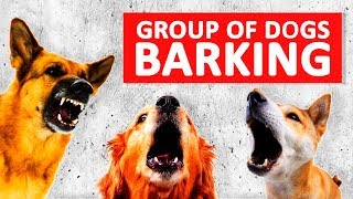 Group of Dogs Barking Sounds to Make your Dog Bark HD [upl. by Atinaej]