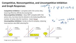 Competitive Noncompetitive and Uncompetitive Inhibition and Graph Responses [upl. by Nylitak146]