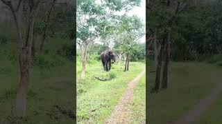 🌟Bandipur National Park ❤️ bangalore [upl. by Aneehsal821]