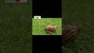 hermit crab is animal that can live on land and in water  💚 hermitcrab trending viralvideo [upl. by Josiah]