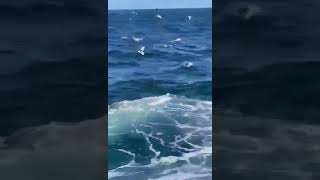 Shark attack in Little Bay  Sydney NSW Australia  16 February 2022 Full Video  GRAPHIC CONTENT [upl. by Davis836]