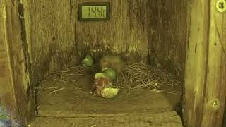 Green Wood hoopoe Nest Cam Pretoria South Africa September 2 2024 [upl. by Matlick591]