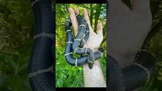 Two Gorgeous Kingsnakes snake animals [upl. by Amir728]