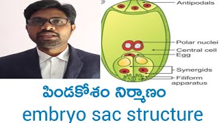 Embryo sac structure intermediate first year botany important questions [upl. by Elleral]