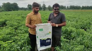 polysulphate chilli fertilizer organic farmer [upl. by Strickland165]