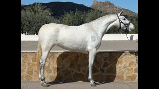 SOLA 2021  PRE  Andalusian mare  April 202 video [upl. by Haronid653]