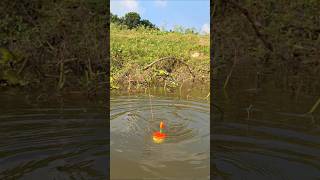 Wow Amazing Traditional Hook Trap Fishing in Beel pond water DESHIFISH catchingfish hookfish [upl. by Eugenia]