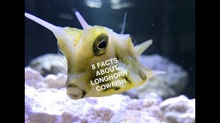 8 Facts About the Longhorn Cowfish [upl. by Namus717]