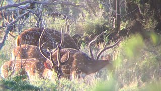 EPIC  Lanai Archery Hunt Manele Spot and Stalk 2021 [upl. by Aivatnuahs919]