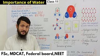 Importance Of Water  Importance of Water Class 11 biology [upl. by Anaujal]