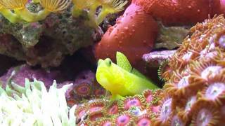 02 Biocube 29 Gallon Reef Tank  Update 1 [upl. by Web252]