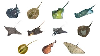 Types of Stingray  11 Stingray Species stingray searays [upl. by Yramesor]