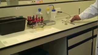 Microbiology Gram Stain [upl. by Nreval]