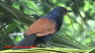 Crow Pheasant  Greater Coucal  Centropus Sinensis Bird [upl. by Silverts79]