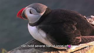 Kuril Islands Puffins Seabird Spectacle in the Pacific [upl. by Ennyroc]