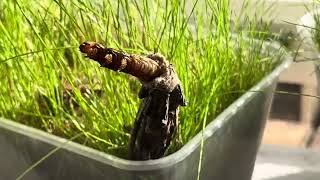 Saunders Case Moth Larvae Metura elongatus  Part 2 20230408 [upl. by Raila922]