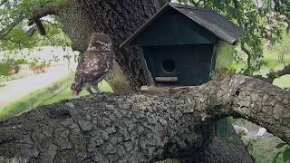 Beleef de Lente  TV  Vroege Vogels [upl. by Saimerej139]