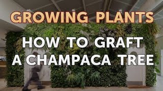 How to Graft a Champaca Tree [upl. by Dianuj]