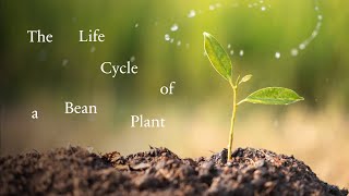 The Life Cycle of a Bean Plant for Kids [upl. by Nylyaj]