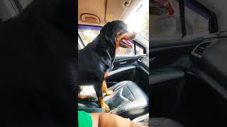 Travel buddyrottweiler pets doglover viralshort trending traveldog new foryou fyp [upl. by Ginzburg]