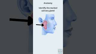 Anatomy spotter  Salivary gland masterdentistry [upl. by Aittam487]