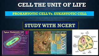 DIFFERENCE BETWEEN PROKARYOTIC CELL AND EUKARYOTIC CELLPART611thBIOLOGY NEETneet biology [upl. by Hurst]