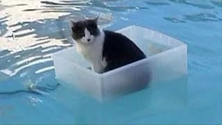 Cats Playing in Water Compilation [upl. by Dreher]