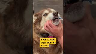 Hersheys Dental Day Brushing Up on Dog Dental Cleaning Care [upl. by Christina]